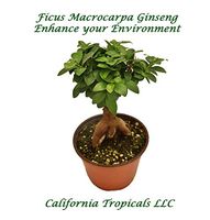 Ficus Microcarpa Ginseng - 6" from California Tropicals