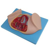 LXX Scientific Human Anatomy - Female Perineal Model Human Reproductive Anatomical Model - Medical Teaching Tool Toy
