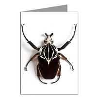 Goliath Bug Note Card set