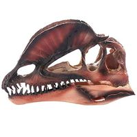 LXX Dinosaur Skull Fossil Teaching Skeleton Model Skull Replica Skeleton Model Aquarium Ornament Home Decor High-Precision Resin Crafts Exhibition Model