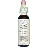Chestnut bud 20 ML