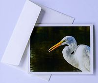 Bird Note Cards Original Elegant Photographic Textured White Blank 4.25"x 5.50" Boxed Set 8 W/Matching Envelopes In Plastic Jacket Thank You Invitations Birthdays Greetings Just Because
