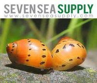 SevenSeaSupply 6 Nerite Snails Combo Pack - 3 Tiger Nerite Snails, 3 Zebra Nerite Snails - Live Snails