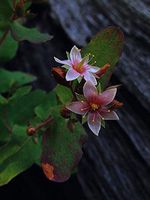 750 Seeds of Hypericum virginicum, Bog St. John's Wort, Fraser's St. John's Wort, Fraser's Marsh St. John's Wort