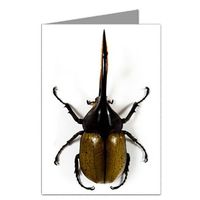 Hercules Bug Note Card set