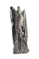 Orthoceras Fossil Standing Polished Display Piece ORTHS03