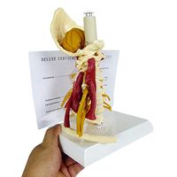LXX Human Cervical Vertebra Model with Advanced Muscled and Nerve Life Size Carotid Artery Anatomy Flexible Spine Model School Teaching Equipment