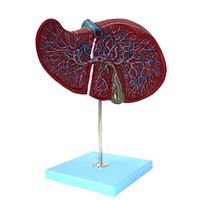 LXX Anatomical Liver Model Intrahepatic Extrahepatic Bile Duct Gallbladder Digestive System Model for Educational Training Teaching Tool Aid