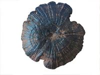 Natural Growing in Primary Forest Ganoderma Lucidum Tea Small Packaging Mushroom with Spore