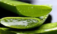 Aloe Vera Fresh Organic Leafs Medicinal Uses All Natural - Cut On Demand - Clean