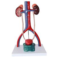 LXX Urinary System Model - Genitourinary System Model - PVC Material Human Anatomy Science Models - for Medical Educational Training Aid