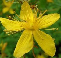 St John's Wort Herb, Cut&Sifted - Wild Crafted - Hypericum perforatum (454g = One Pound) Brand: Herbies Herbs