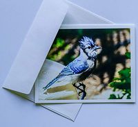 Bird Note Cards Original Elegant Photographic Textured White Blank 4.25"x 5.50" Boxed Set 8 W/Matching Envelopes In Plastic Jacket Thank You Invitations Birthdays Greetings Just Because