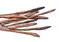 Frey Scientific Choice Plain Injected Preserved Earthworm, 8-10 in, Pack of 10