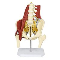 LXX Lumbar Spine Model with Muscle Pelvic Model Life Size Adult Neurovertebral Disc Herniation Skeleton Anatomical Model