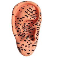 SUAI Medical Massage Acupuncture Model Reflex Zone Model Acupuncture Point Chinese Medical Model,Ears