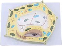 LXX Plant Cell Model - 20000X Magnification Plant Cell Micro Structural Anatomy Model - for Biological Study Learn Tool,Medical Teaching Training Aid