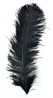Touch of Nature 38511 Ostrich Plume Feather, 22-Inch, Black