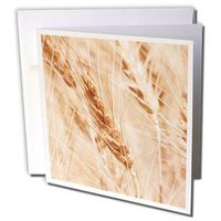 3dRose USA Kansas Wheat at Harvest Time 6 x 6 Inches Greeting Cards, Set of 12 (gc_191561_2)