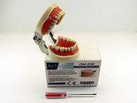 Dental Anatomy Model Typodont Type Nissin Articulated Study Model 200 ARTMED