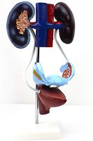 LXX Urinary Human Anatomical Model,Medical Anatomical Female Genitourinary System Model Human Kidney Uterine Bladder Anatomy Hand Painted PVC Material for Educational