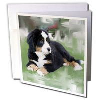 3dRose Bernese Mountain Dog - Greeting Cards, 6 x 6 inches, set of 12 (gc_4038_2)