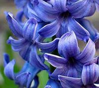 Hyacinth Absolute Pure Essential Oil - 1 oz-30 ml