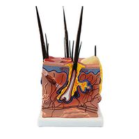 LXX Scientific Anatomical Animal Model - Dog Sick Skin Model - Pathological Dog Skin Model,PVC Material Medical Educational Teaching Model - for Medical Training Aid