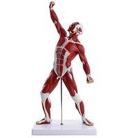 LXX Human Muscle Model - 50cm Anatomical Muscular Figure Model Detailed Muscle Anatomy and Structure of The Body Medical Educational Training Aid