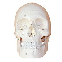 LXX Human Skull Numbered Human Adult Skull Anatomical Model with Removable Skull Cap Shows Most Major Foramen, Fossa, and Canals