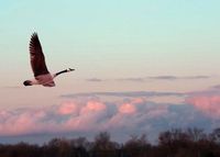 "Soar Above" Note Card Set - 10 Cards and Envelopes