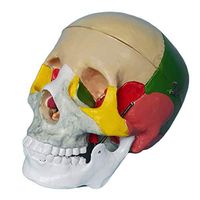 LXX Human Skull Model Life Sized Adult Skull Anatomical Model with Removable Skull Cap Color Separation Medical Teaching Model
