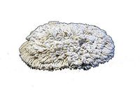 13" PROCYON Cotton Bonnet Pads - 6 Per Case