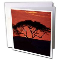 3dRose Acia Tree In Serengeti National Park Tanzania Africa - Greeting Cards, 6 x 6 inches, set of 12 (gc_60469_2)