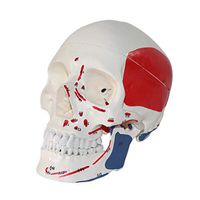 LXX Human Adult Skull Anatomical Model Muscle Start and End Point Coloring Educational Insights Toys for Children Preschool Science Homeschool Teaching Aids