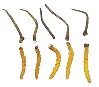 WILD Cordyceps, Whole Himalyan Cordyceps Sinensis Mushroom Pieces, 冬虫夏草 Genuine and Very Rare, High Grade, Boost Energy, Reduce Stress For Men and Women, 5 grams