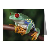 Note Card Red Eyed Tree Frog