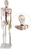 LXX 85Cm Human Skeleton Model - Human Anatomical Skeleton Model with Nerves and Blood Vessels Anatomy Model - for Medical Educational Training Aid