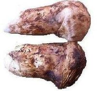 Freeze Dried Matsutake Whole Mushroom Premium Grade 2500 Gram