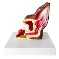 LXX Canine Dog Ear Anatomical Model Dog Ear Structure Anatomy Animal Health Care Veterinary Equipment Teaching Model
