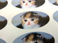 Minilabel Pack Of 30 , Kitten Seals , 51X25mm Oval Seal Labels, Cat Stickers For Gift Wrapping, Presents, Envelopes, Bags Or Cards
