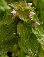 Dead Nettle Leaf, Cut&Sifted - Wildcrafted - Lamium Album (454g = One Pound) Brand: Herbies Herbs