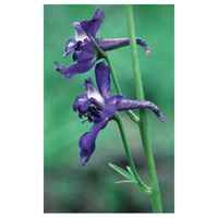 Flower Essence Services Larkspur Essence, 0.25 Ounce