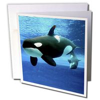 3dRose Killer Whales - Greeting Cards, 6 x 6 inches, set of 12 (gc_5728_2)