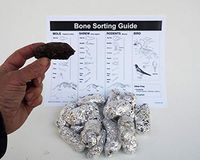 Extra-large barn owl pellets, pack of 15, with bone sorting sheet