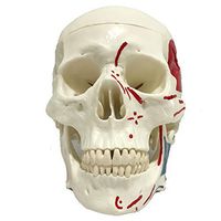 LXX Human Skull Model, 1 x, Human Adult Skull Anatomical Model Life Size Removable Skull Cap, Medical Quality