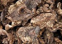 Sarcodon Aspratus Mushroom Dried 700 Gram