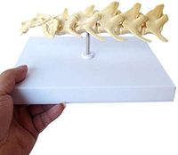 LXX Dog Lumbar Vertebrae Model Animal Skeleton Anatomical Mode Dog Bone Vertebral Teaching Model Veterinary Teaching Demonstration for Medical Students