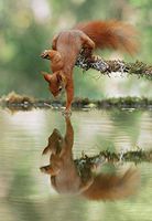 50 Wild Woodland Postcards - Pretty Woodland Animals at Play Or Resting