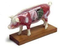 Veterinary Acupuncture Animal Model (Pig)
